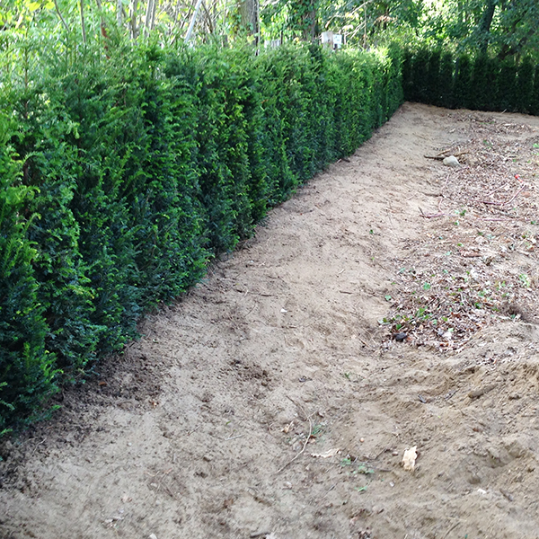 Eibe, Taxus Hillii kaufen pflanzenabholen.de